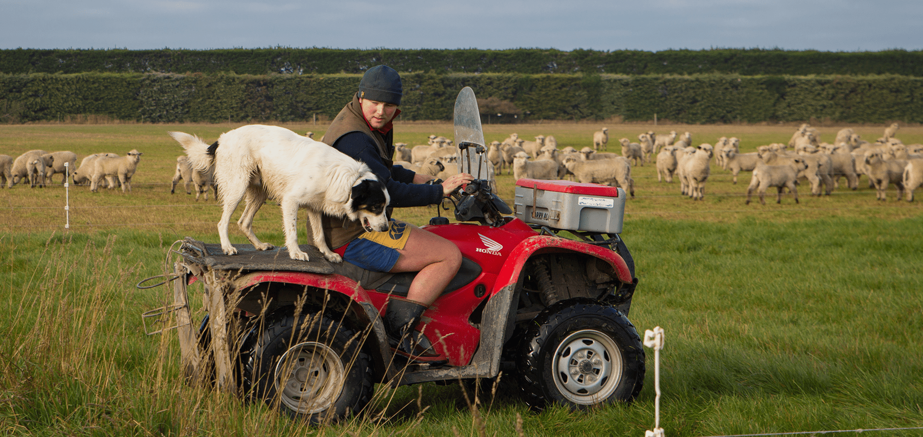 A farmer and his sheep dog shift break fencing for sheep using a quad bike to get around the farm on a quad