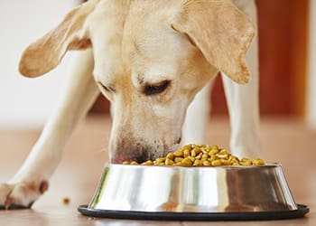 Dog eating dry pet food from a bowl